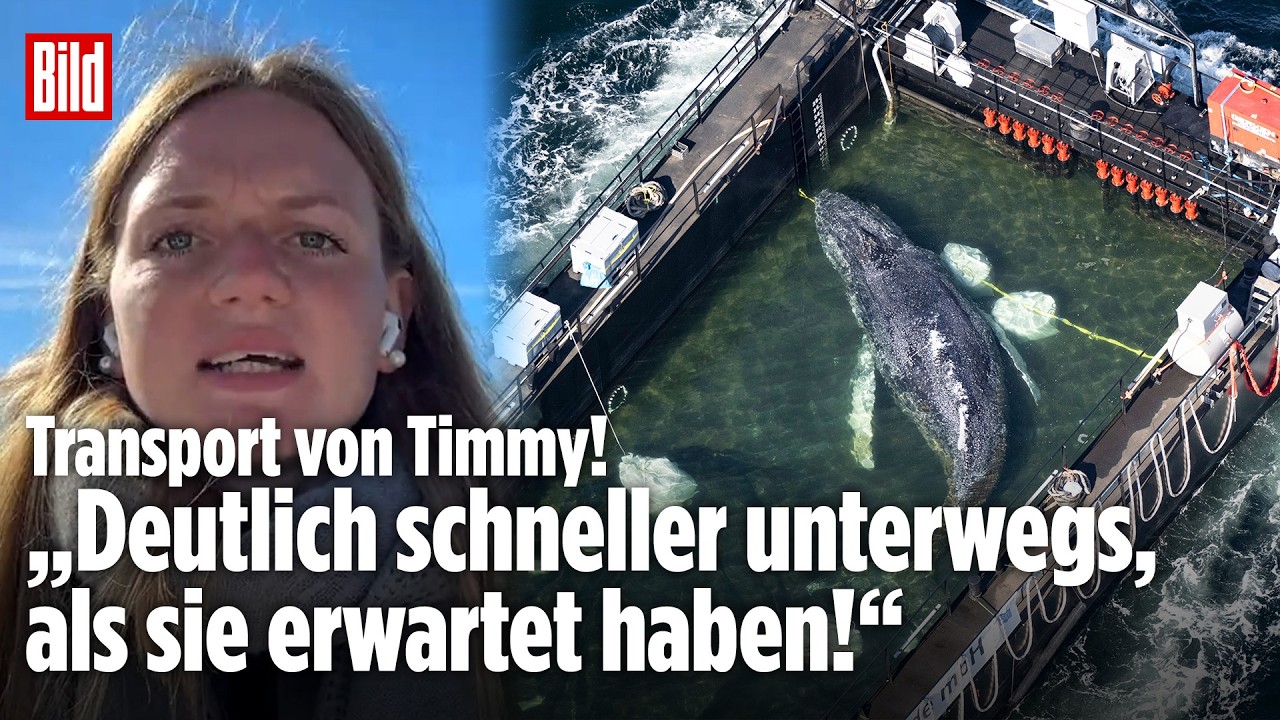🔴  Tag 30 der Wal-Rettung: Jetzt soll Timmy per Barge in die Nordsee transportiert werden