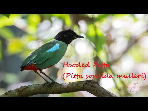 Pita tmavohlavá (Pitta sordida) — hlas a správanie v prírode