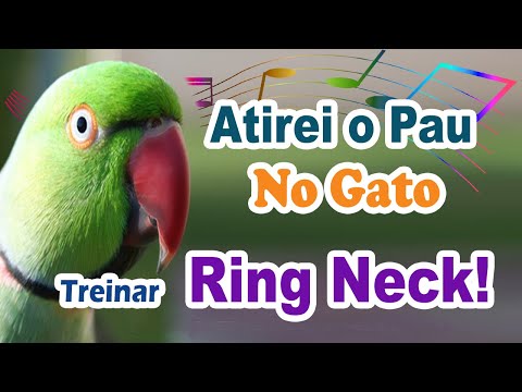 Assobio ring neck - atirei o pau no gato para ensinar ring neck a cantar - treinamento de ring necks