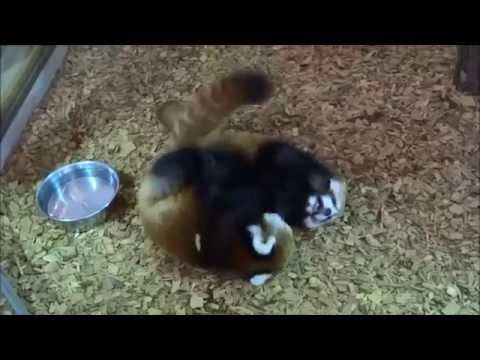 Squeaking Red Panda cubs #2