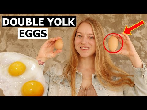 DOUBLE YOLK EGGS - Why Chicken Laid Double Yolked Egg