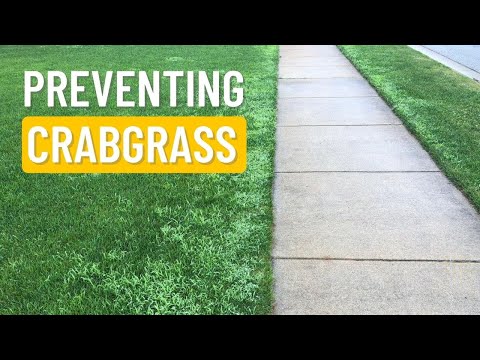 How to Prevent Crabgrass Infestations with Pre-emergent Herbicides