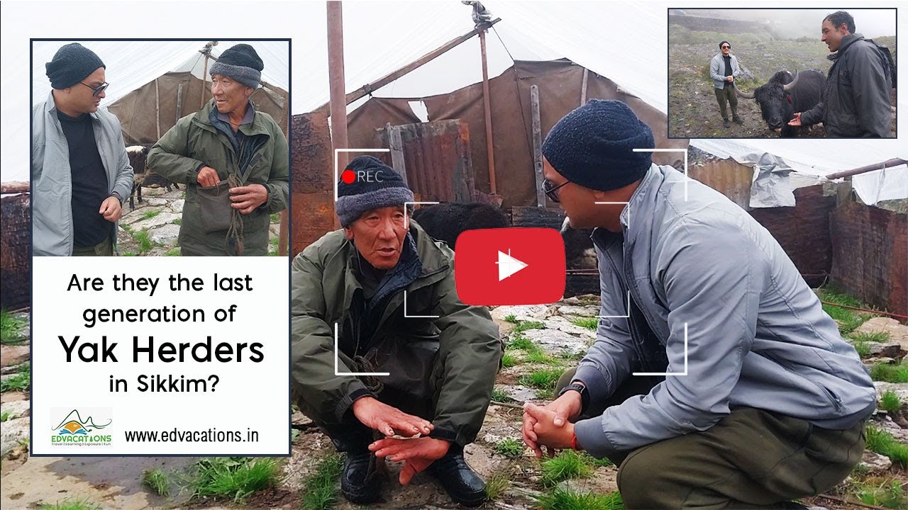 Life of yak herders in sikkim | yak in sikkim | Yak riding in sikkim