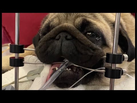 🐶Short story - review of brachycephalic airway disease in dog