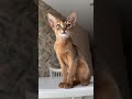 Abyssinians are so elegant 😍 especially in our cattery ❤️❤️❤️ #abyssinian #cat #kitten #aby