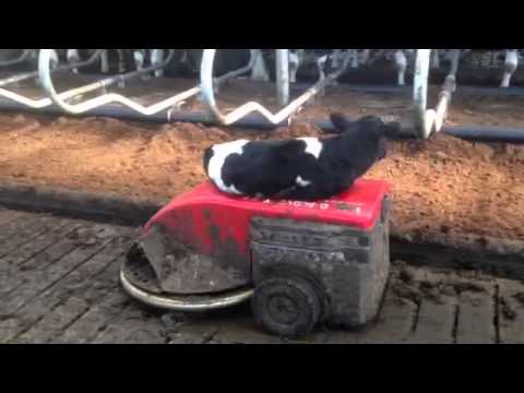 Kalfje lift mee op Lely Discovery mestrobot