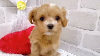 ハーフ犬の動画02