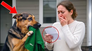 Five Years After My Husband Went Missing, A German Shepherd Returned With His Jacket—And Broke Me