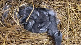 American Chinchilla Rabbits Videos