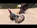 The Most Amazing Eagle Attacks Ever Caught On Camera
