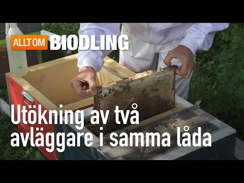 Utökning av två avläggare i samma låda - Biodling