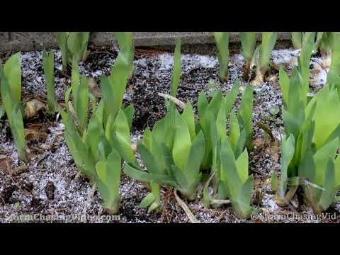 Late Season Snow, Barron County, WI - 4/13/2021