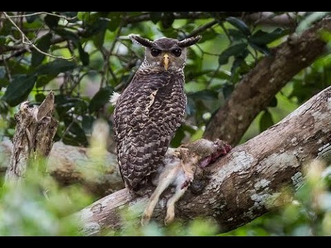Forest Eagle Owl- The Legendary "Devil Bird" of Sri Lanka
