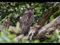 Forest Eagle Owl The Legendary Devil Bird Of Sri Lanka