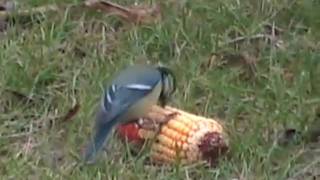 Oiseaux de mon village