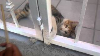 preview picture of video 'como trollear a un gato'