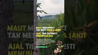 Download lagu Maut/Ajal Menjemput Tak Mesti Menunggu Sakit/Tua #quotes #qoutesislami #katabijakislami mp3