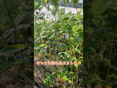 チャイブ 果樹の麓にある野菜 サラダ アーティチョーク 庭の桜