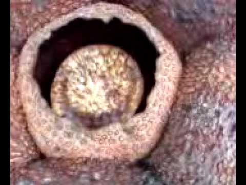 Rafflesia Flower by Poring Hot Springs by Mount Kinabalu Sabah