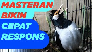 Download lagu RATA RATA jalak suren lain CEPAT RESPONS dan GACOR kalau dengar masteran jalak ini mp3 Download lagu RATA RATA jalak suren lain CEPAT RESPONS dan GACOR kalau dengar masteran jalak ini mp3