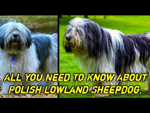 , title : 'All You Need To Know About Polish Lowland Sheepdog l PON l Polish Lowland Sheepdog l Friendly Dog🐕'