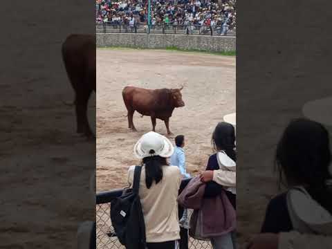 escorpion rojo VS Paolo guerrero 🏆escorpión rojo#arequipa #toros #tradiciones #animals