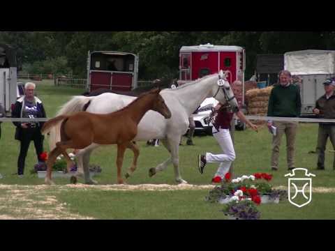 SE021 Hengstfohlen von Damon - Aljano - Lorentin I