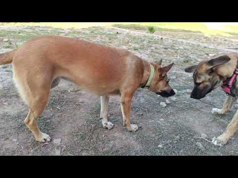 Felicidad Salida por la rambla con sombras #perros #shorts #4kstatus  #socialization  #manadaperros