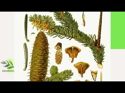 Jodła pospolita - mapa występowania, uprawa, nawożenie, wysokość, rozmnażanie