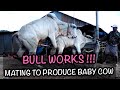 Bull Works Mating To Produce Baby Cow MEETING PT 32