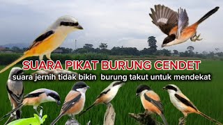 Download lagu Suara pikat burung cendet paling ampuh untuk segala jenis burung cendet mp3 Download lagu Suara pikat burung cendet paling ampuh untuk segala jenis burung cendet mp3