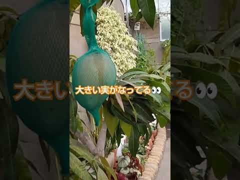 園芸 北方マンゴーの栽培と維持、同化