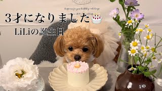 【3才のお誕生日】チワプー🧸 | 日常vlog🏠 | お誕生日会🍰 | 初詣🎍