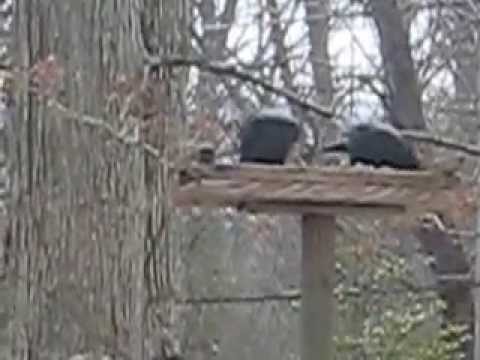 Crows Eating At One Of Our Big Feeders