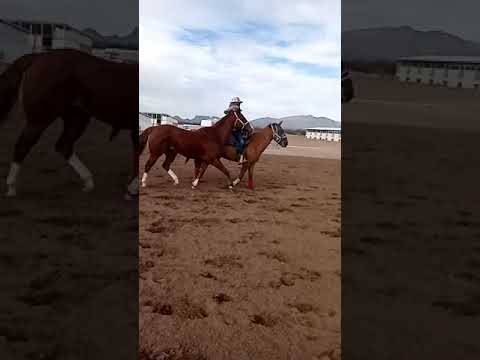 Cuadra La Estrella trabajando la caballada esta mañana en Satevo race track.