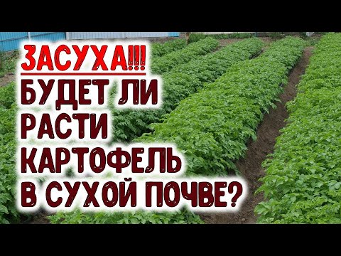, title : 'ЗАСУХА!!! Будет ли расти картофель в сухой почве? Какие новые агроприемы помогут вырастить картошку'