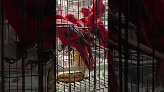 Download lagu burung nuri merah #nuri #burungnuri #nurimerah #nuriredlory mp3