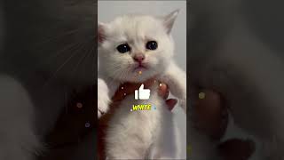 Download lagu TIC-TAC-TOE ON ARMCHAIRS 😂 mp3 Download lagu TIC-TAC-TOE ON ARMCHAIRS 😂 mp3