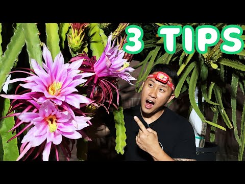 How To Get A Dragon Fruit SUPER BLOOM! 3 Tips