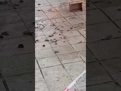 Vecinos  expusieron el brote de fluidos cloacales en la calle Lamadrid al 300