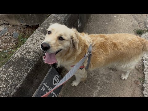 Best day for walk today Golden retriever and little puppy 🐶 