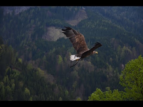 Diálogo video