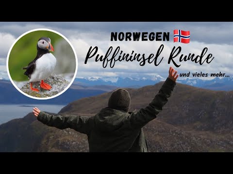 Puffins on the island of Runde - from Stryn to Ålesund | Vanlife Norway 🇳🇴