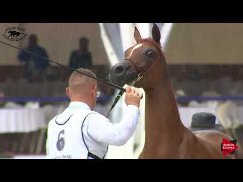 N.6 ENCARINA - Polish Nationals 2018 - Yearling Fillies (Class 1A)
