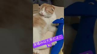 レディたる者身嗜みは欠かせないニャ！！　　#スコティッシュフォールド #ねこ #ねこのいる生活 #子猫 #猫