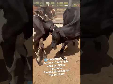 ➡️*PROMOÇÃO 40 Garrotes: 1.650 reais cada em Santa Terezinha/ Paraíba.Whatsapp 84 99810 2784*