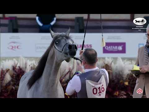 N 16 GAZAA AL SHAQAB   Katara Int  Arabian Peninsula Horse Show 2022   Yearling Fillies Class 1A