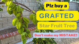 Growing Star fruit (Carambola) - A Noob