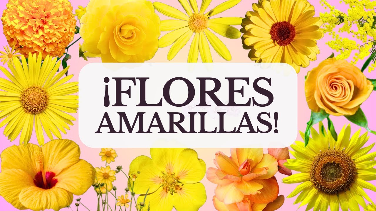 22 FLORES AMARILLAS con SIGNIFICADO que Iluminan tu Jardín| VARIEDADES y CUIDADOS 🌼 #flores