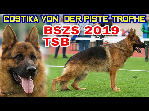 2019 BSZS TSB - COSTIKA VON DER PISTE TROPHE